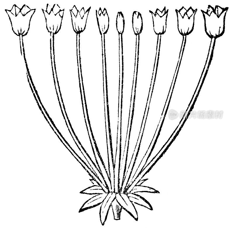 伞形花序型- 19世纪